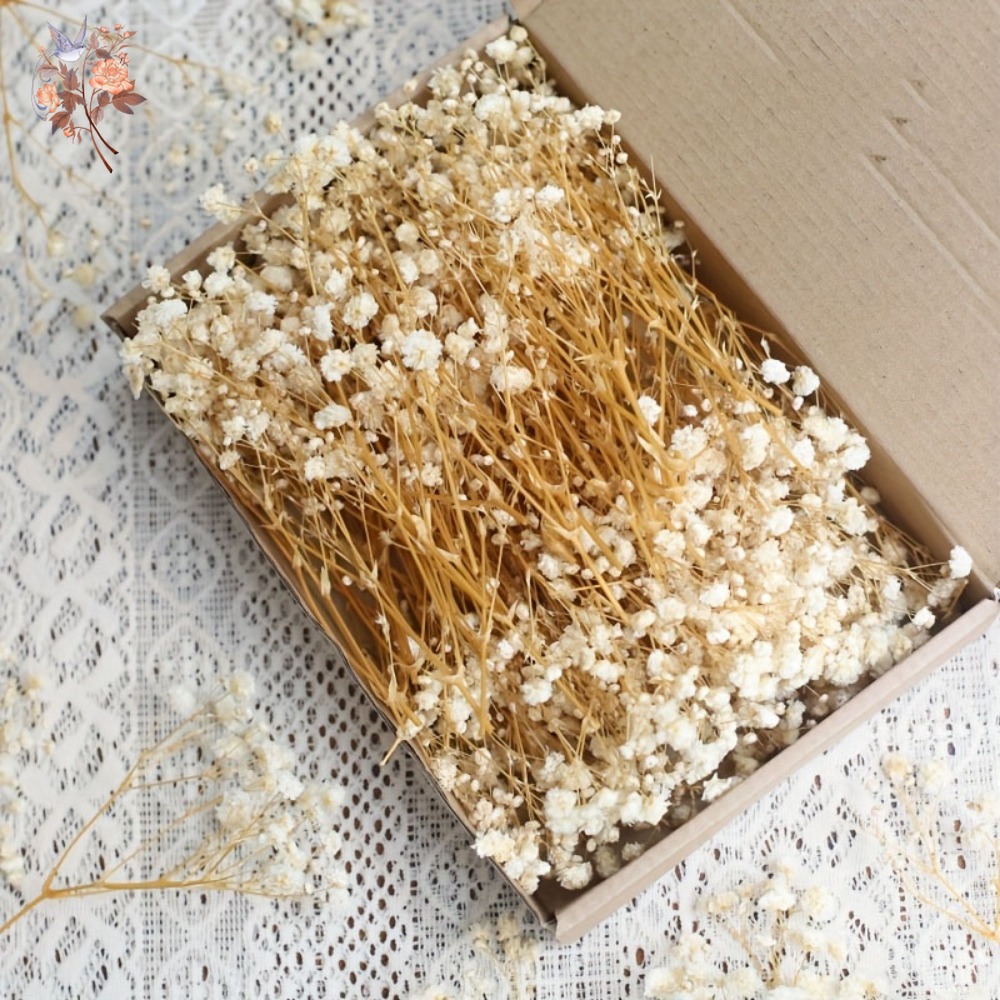 100pcs Mini Dried Baby's Breat - огляд і ціна Craft Embellishments
